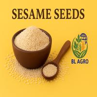 SESAME SEEDS 